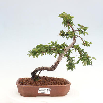 Vonkajší bonsai - Pyracantha tetón - Hlohyňa šarlátová - 1