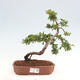 Vonkajší bonsai - Pyracantha tetón - Hlohyňa šarlátová - 1/7