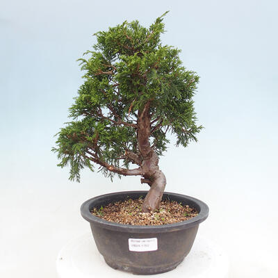 Vonkajší bonsai - Juniperus chinensis Itoigawa -Jalovec čínsky - 1