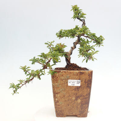 Vonkajší bonsai - Pyracantha tetón - Hlohyňa šarlátová - 1