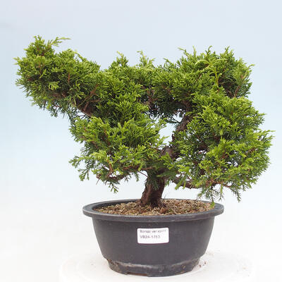 Vonkajší bonsai - Juniperus chinensis Itoigawa -Jalovec čínsky - 1