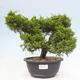 Vonkajší bonsai - Juniperus chinensis Itoigawa -Jalovec čínsky - 1/4