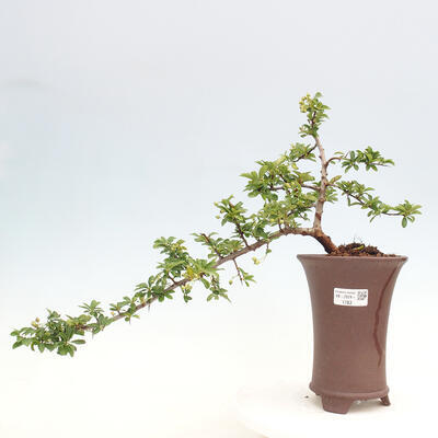 Vonkajší bonsai - Pyracantha tetón - Hlohyňa šarlátová - 1