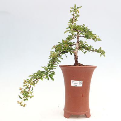 Vonkajší bonsai - Pyracantha tetón - Hlohyňa šarlátová - 1