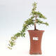 Vonkajší bonsai - Pyracantha tetón - Hlohyňa šarlátová - 1/7