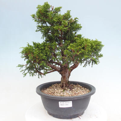 Vonkajší bonsai - Juniperus chinensis Itoigawa -Jalovec čínsky - 1