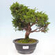 Vonkajší bonsai - Juniperus chinensis Itoigawa -Jalovec čínsky - 1/4