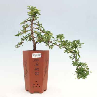 Vonkajší bonsai - Pyracantha tetón - Hlohyňa šarlátová - 1