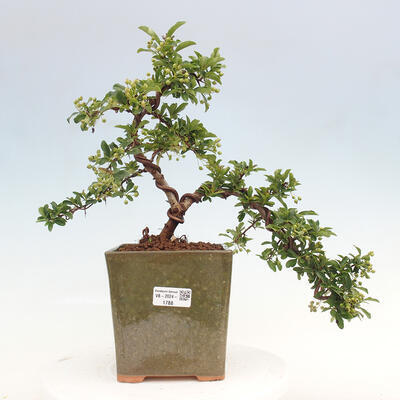 Vonkajší bonsai - Pyracantha tetón - Hlohyňa šarlátová - 1