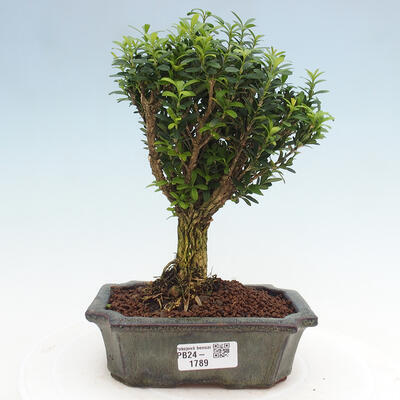 Izbová bonsai - Buxus harlandii - korkový buxus - 1