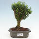 Izbová bonsai - Buxus harlandii - korkový buxus - 1/3