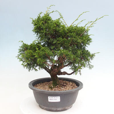 Vonkajší bonsai - Juniperus chinensis Itoigawa -Jalovec čínsky - 1