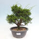 Vonkajší bonsai - Juniperus chinensis Itoigawa -Jalovec čínsky - 1/4