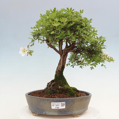 Vonkajší bonsai - Potentilla Alba - Mochna biela - 1