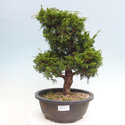 Vonkajší bonsai - Juniperus chinensis Itoigawa -Jalovec čínsky - 1