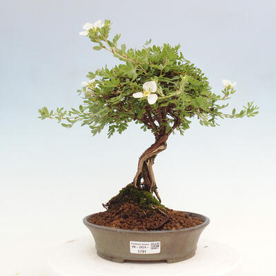 Vonkajší bonsai - Potentilla Alba - Mochna biela - 1