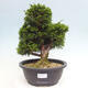 Vonkajší bonsai - Juniperus chinensis Itoigawa -Jalovec čínsky - 1/4