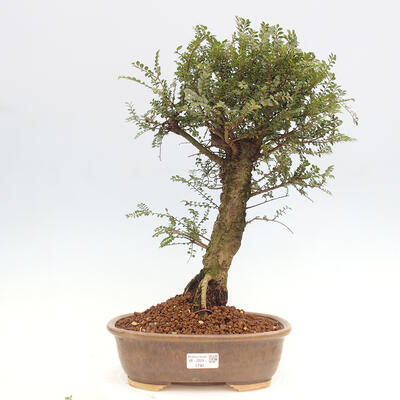 Vonkajšie bonsai - Zelkova - Zelkova NIRE - 1