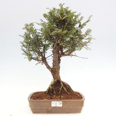 Vonkajšie bonsai - Zelkova - Zelkova NIRE - 1