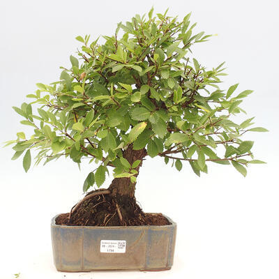 Vonkajšie bonsai - Zelkova - Zelkova NIRE - 1