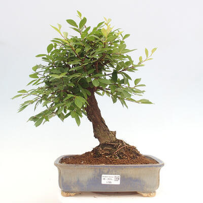 Vonkajšie bonsai - Zelkova - Zelkova NIRE - 1