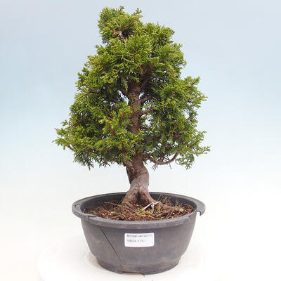 Vonkajší bonsai - Juniperus chinensis Itoigawa -Jalovec čínsky - 1