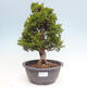 Vonkajší bonsai - Juniperus chinensis Itoigawa -Jalovec čínsky - 1/4