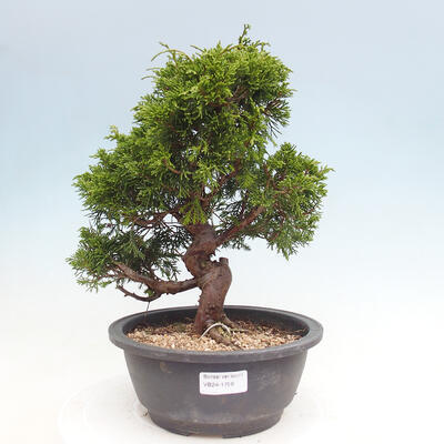 Vonkajší bonsai - Juniperus chinensis Itoigawa -Jalovec čínsky - 1