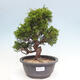 Vonkajší bonsai - Juniperus chinensis Itoigawa -Jalovec čínsky - 1/4