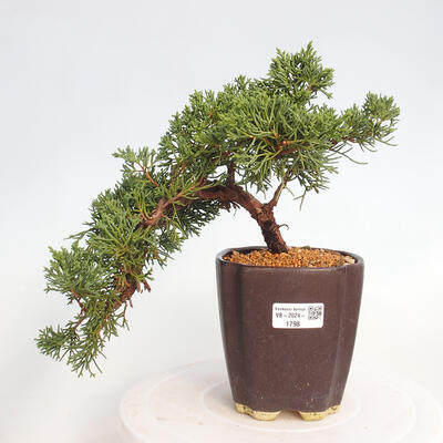 Vonkajší bonsai - Juniperus chinensis Kishu -Jalovec čínsky