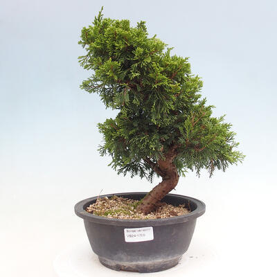 Vonkajší bonsai - Juniperus chinensis Itoigawa -Jalovec čínsky - 1