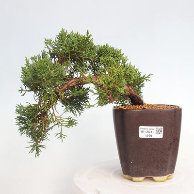 Vonkajší bonsai - Juniperus chinensis Kishu -Jalovec čínsky