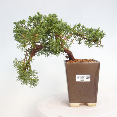 Vonkajší bonsai - Juniperus chinensis Kishu -Jalovec čínsky