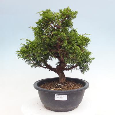 Vonkajší bonsai - Juniperus chinensis Itoigawa -Jalovec čínsky - 1