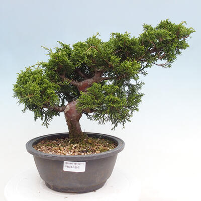 Vonkajší bonsai - Juniperus chinensis Itoigawa -Jalovec čínsky - 1