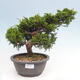 Vonkajší bonsai - Juniperus chinensis Itoigawa -Jalovec čínsky - 1/4