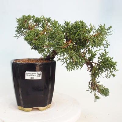 Vonkajší bonsai - Juniperus chinensis Kishu -Jalovec čínsky