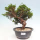 Vonkajší bonsai - Juniperus chinensis Itoigawa -Jalovec čínsky - 1/4