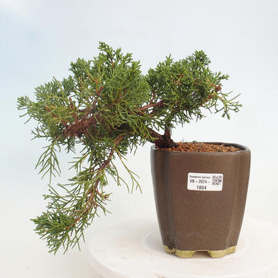 Vonkajší bonsai - Juniperus chinensis Kishu -Jalovec čínsky