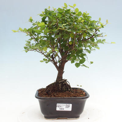 Izbová bonsai - Sagerécia thea - Sagerécia thea - 1