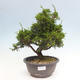 Vonkajší bonsai - Juniperus chinensis Itoigawa -Jalovec čínsky - 1/4