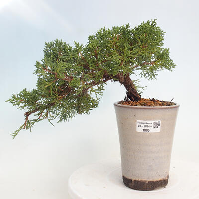 Vonkajší bonsai - Juniperus chinensis Kishu -Jalovec čínsky