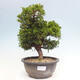 Vonkajší bonsai - Juniperus chinensis Itoigawa -Jalovec čínsky - 1/4