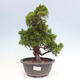 Vonkajší bonsai - Juniperus chinensis Itoigawa -Jalovec čínsky - 1/4