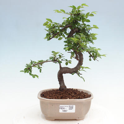 Izbová bonsai - Ulmus parvifolia - Malolistý brest - 1