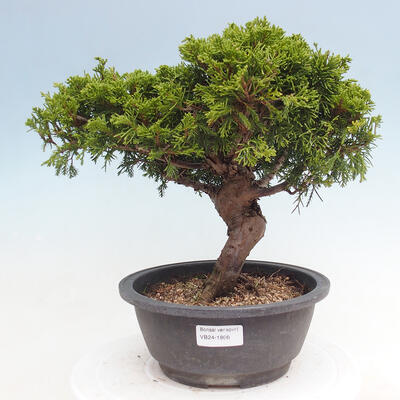 Vonkajší bonsai - Juniperus chinensis Itoigawa -Jalovec čínsky - 1