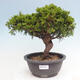 Vonkajší bonsai - Juniperus chinensis Itoigawa -Jalovec čínsky - 1/4