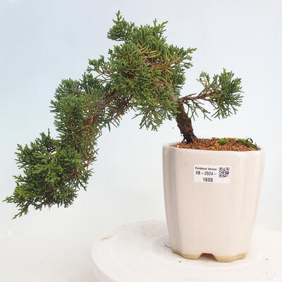 Vonkajší bonsai - Juniperus chinensis Kishu -Jalovec čínsky