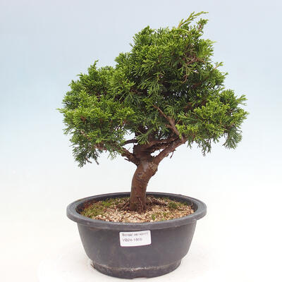 Vonkajší bonsai - Juniperus chinensis Itoigawa -Jalovec čínsky - 1