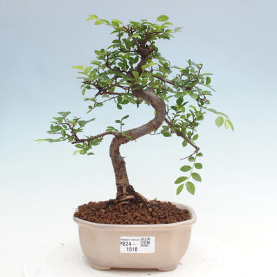 Izbová bonsai - Ulmus parvifolia - Malolistý brest - 1